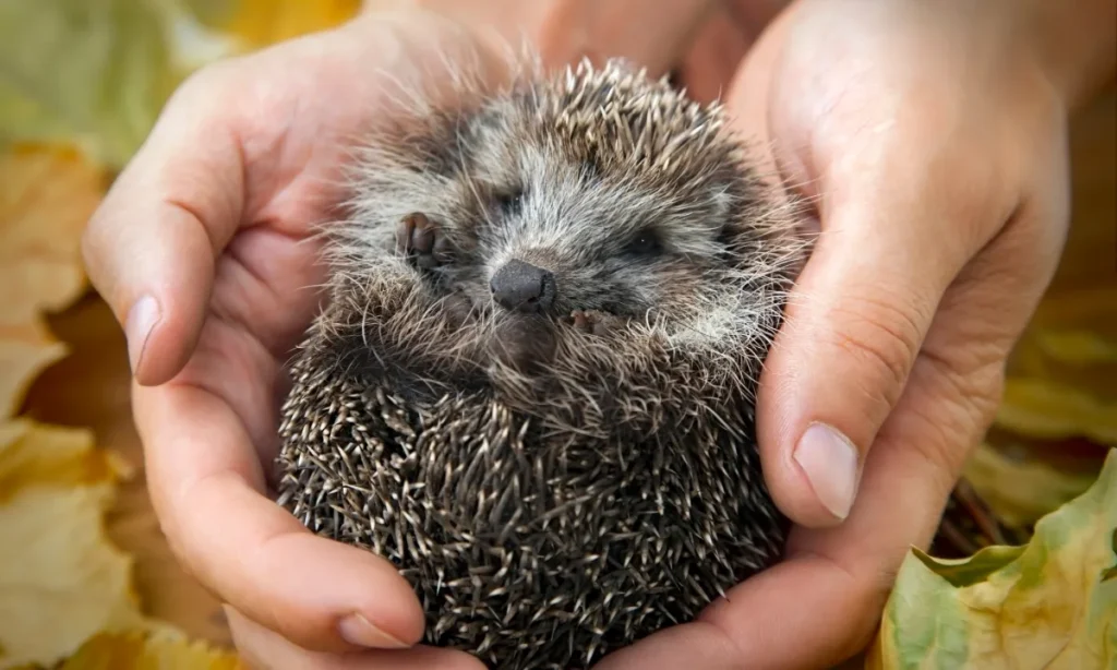 Midtjyske borgere finder flest pindsvin i Danmark: Citizen science-projekt afslører overraskende resultater