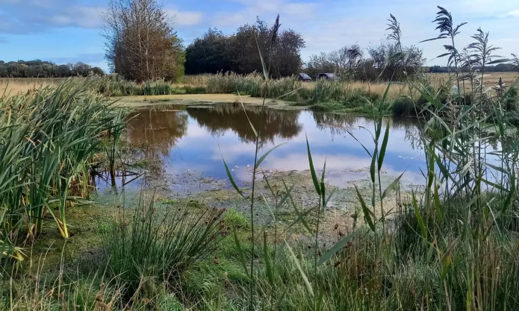 Agillix: Åbent vindue for minivådområder i omlægningsplanerne