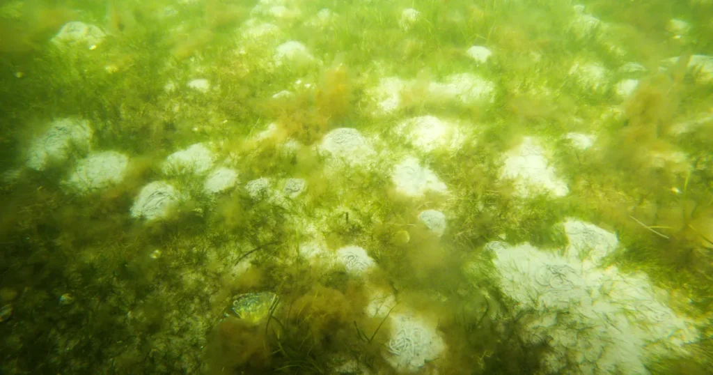 Rekordstort iltsvind i danske farvande: Naturfredningsforening og Greenpeace kræver handling nu