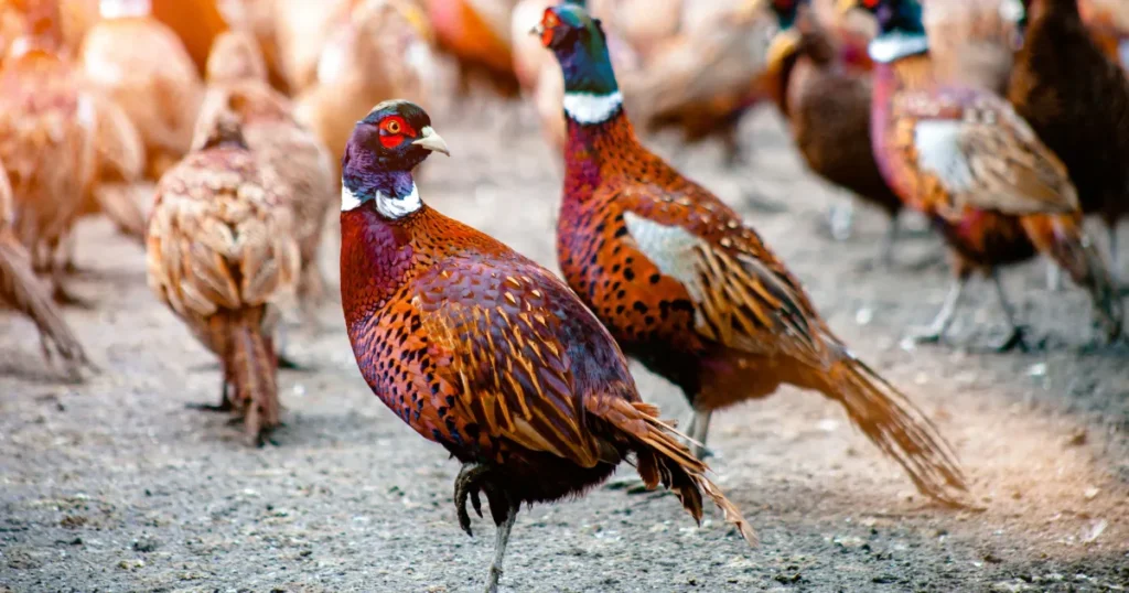 Udbrud af fugleinfluenza i Hærup mellem Hobro og Viborg