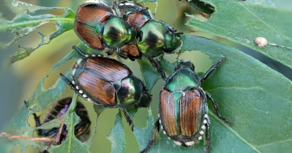 Julesouvenir kan blive en dyr fornøjelse i lufthavnen