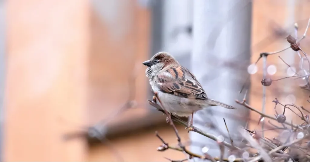 Gråspurven forsvinder fra vores hverdagen – Skovspurven er nu den mest udbredte spurve i Danmark