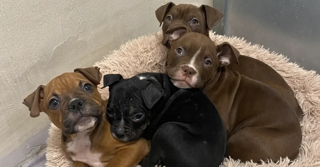 Dyreværnet må sige nej til kæledyr – også når der er brug for hjælp