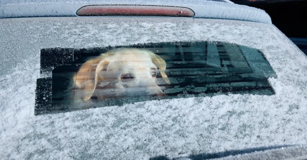 Hundekoldt i Danmark: Sådan undgår du skader og uheld på vinterturen