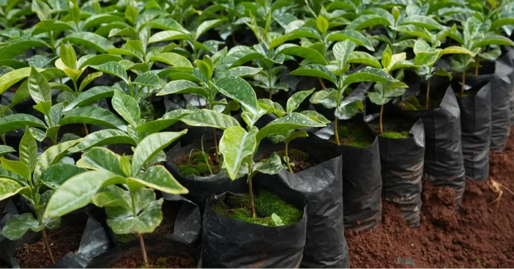 Peter Larsen Kaffe præsenterer nye tal for bæredygtig kaffeindsats