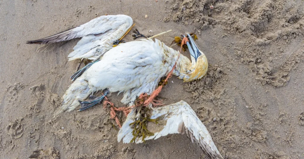 Døde havfugle på stranden skal kortlægges langs danske kyster