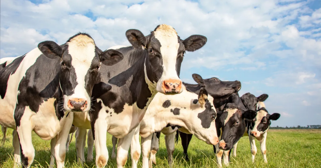 Viborg-professor i centrum af Bovaer-debat: Nu indsamles nye data