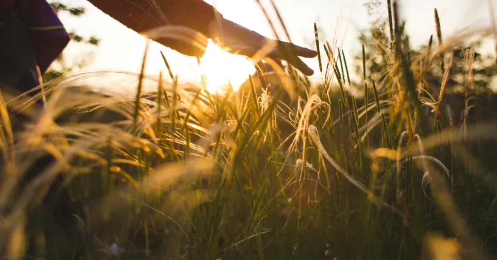 Viborg Kommune søger sæsonfolk til naturteam: 2-3 stillinger i Park og Vej