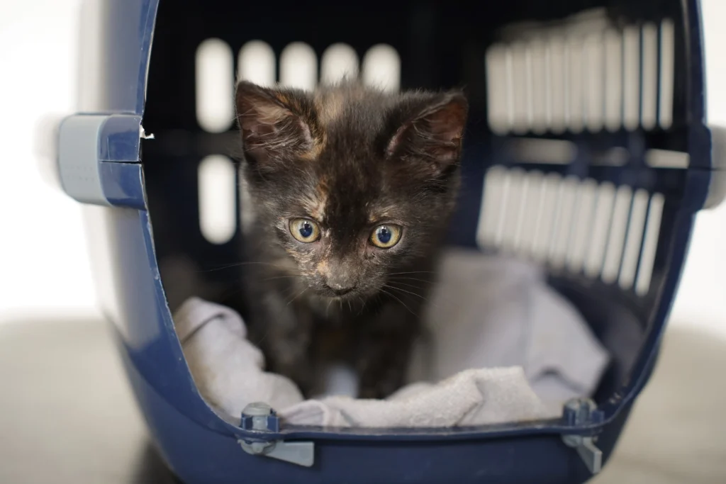 Lukning i Viborg gav ekstra travlhed i Aarhus – men færre kæledyr endte på internat i 2025