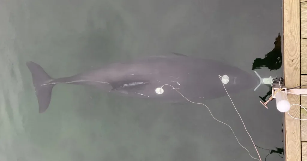 Ny forskning fra Aarhus Universitet: Marsvin kan selv skrue ned for hørelsen