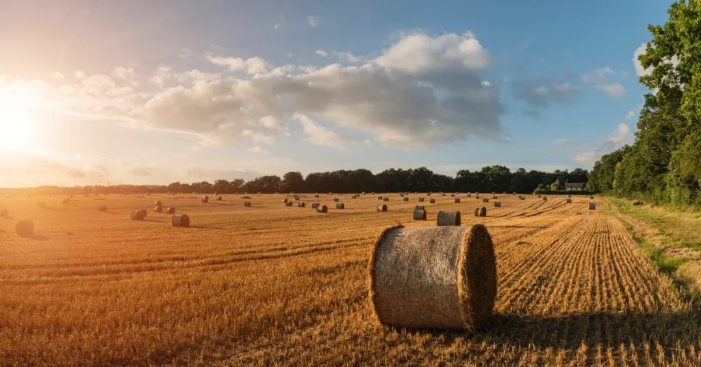 17 landmænd går forrest i nyt klimaforsøg i Viborg Kommune