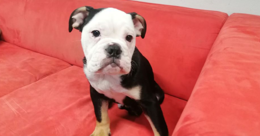 Hvem savner mig? Hund fundet alene i Tim – nu leder man efter ejeren