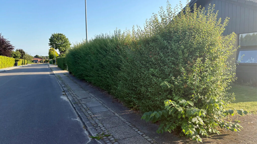 Hækken vokser – og Viborg Kommune beder dig finde hækkesaksen frem