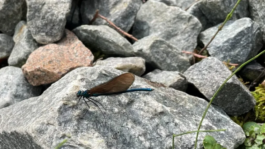 Nyt naturprojekt kommer til Aarhus: Skal skabe bedre forhold for bier og andre insekter